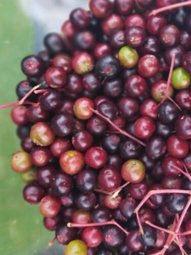 Make your own Elderberry Syrup