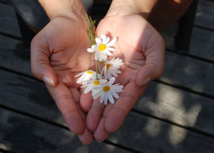 Hands making the shape of a heart giving a gift of daisy flowers