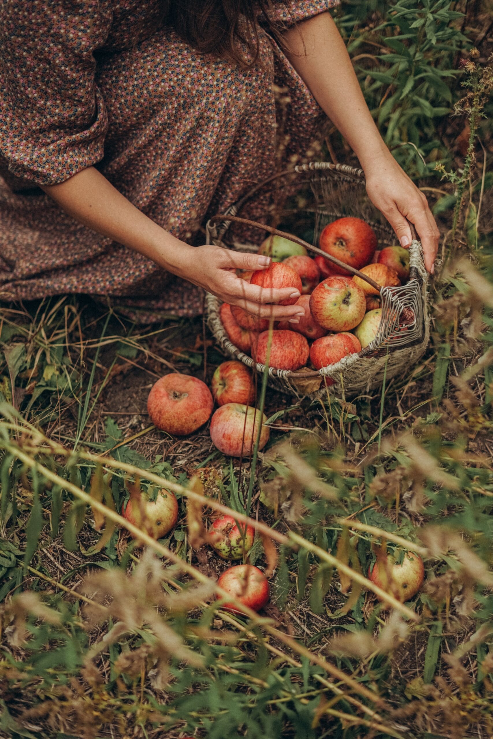 gathering homegrown apples into a basket at the farmhouse