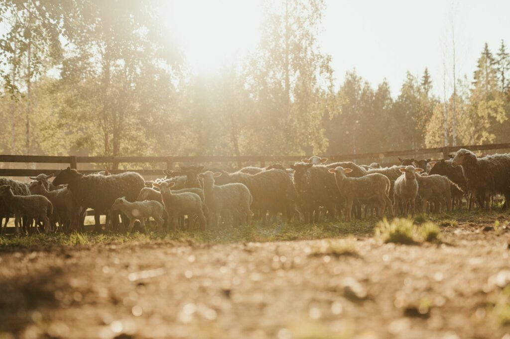 Animals in a paddock at the farmhouse